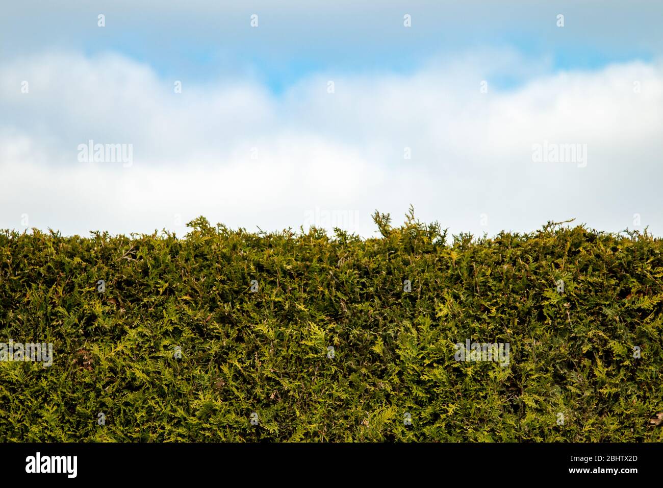 Green coniferous hedge under a blue sky, background, no people Stock Photo