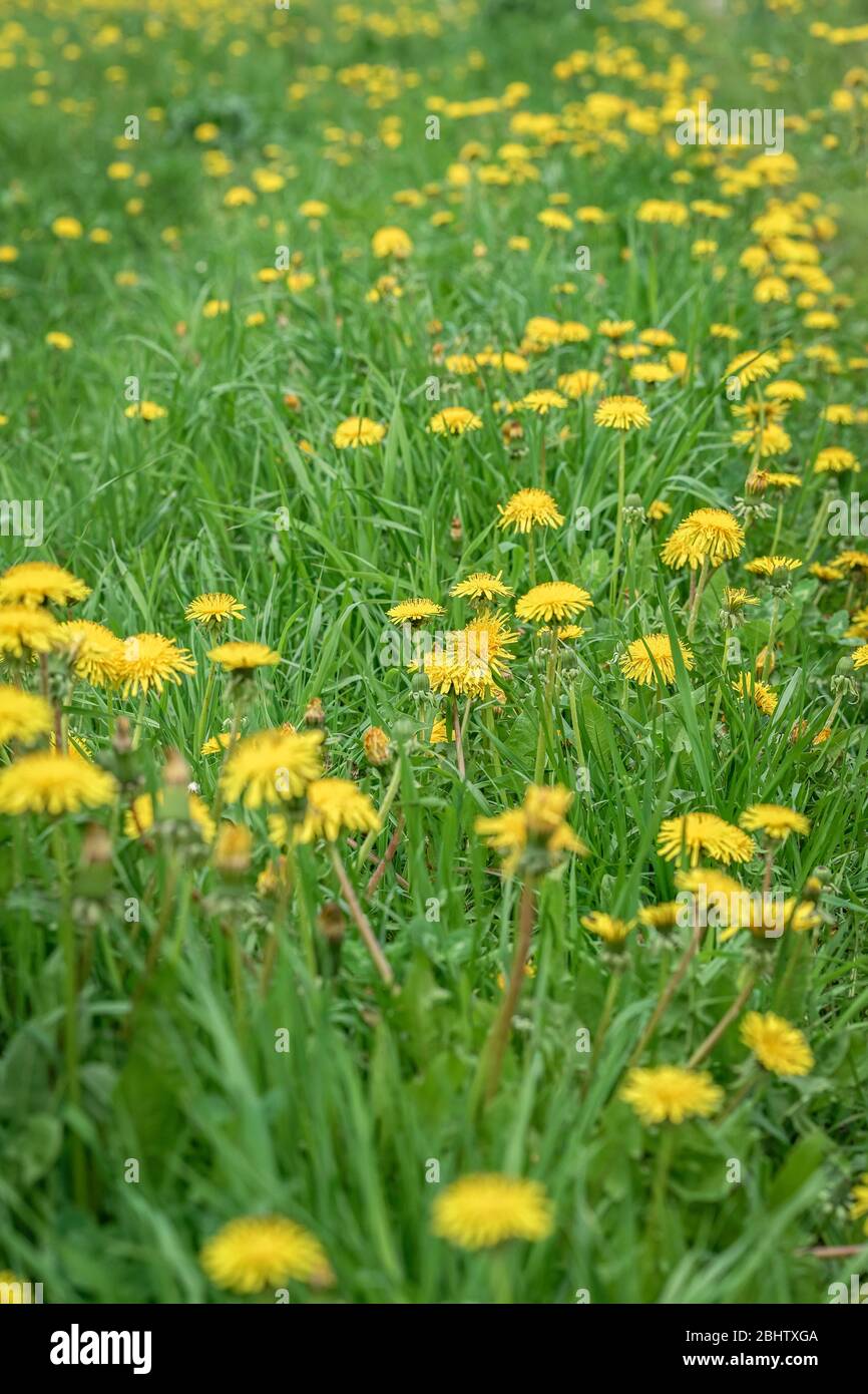 Beautiful wild blooming yellow dandelions flowers, selctive focus. Summer day. Concept of seasons, ecology, green planet, natural green pharmacy Stock Photo