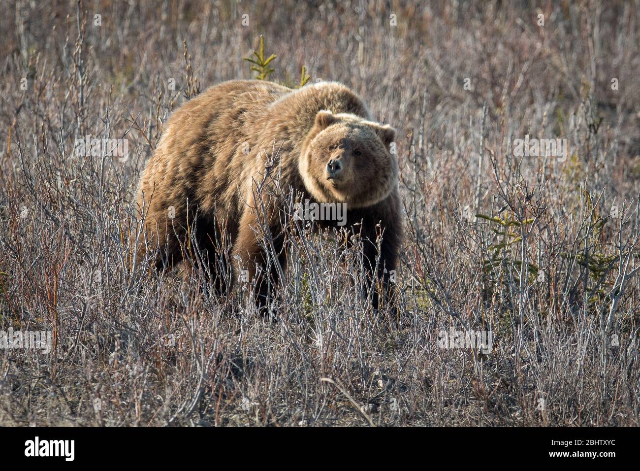 A grizzly bear hunts for roots to dig up for his meal in the spring in Denali Natl. Park, AK. Stock Photo