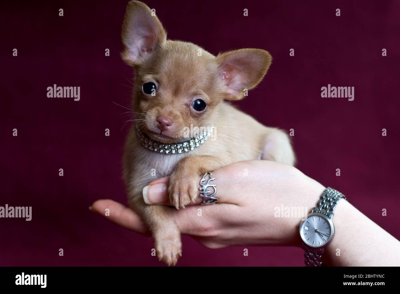 Short-haired Russkiy toy (Russian toy terrier) puppy on hand Stock Photo -  Alamy