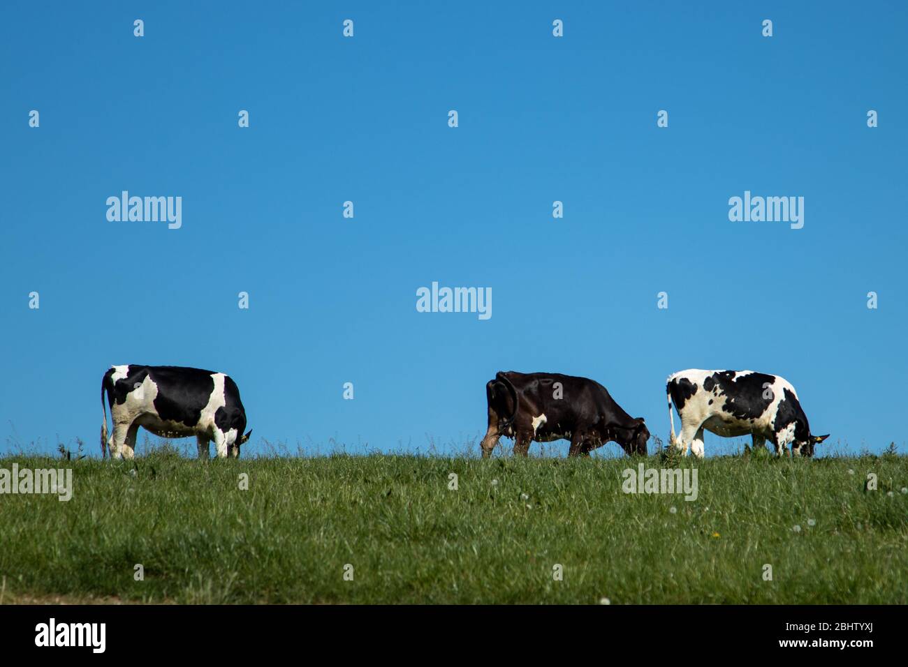 black and white cows up the hill on a meadow, blue sky Stock Photo - Alamy