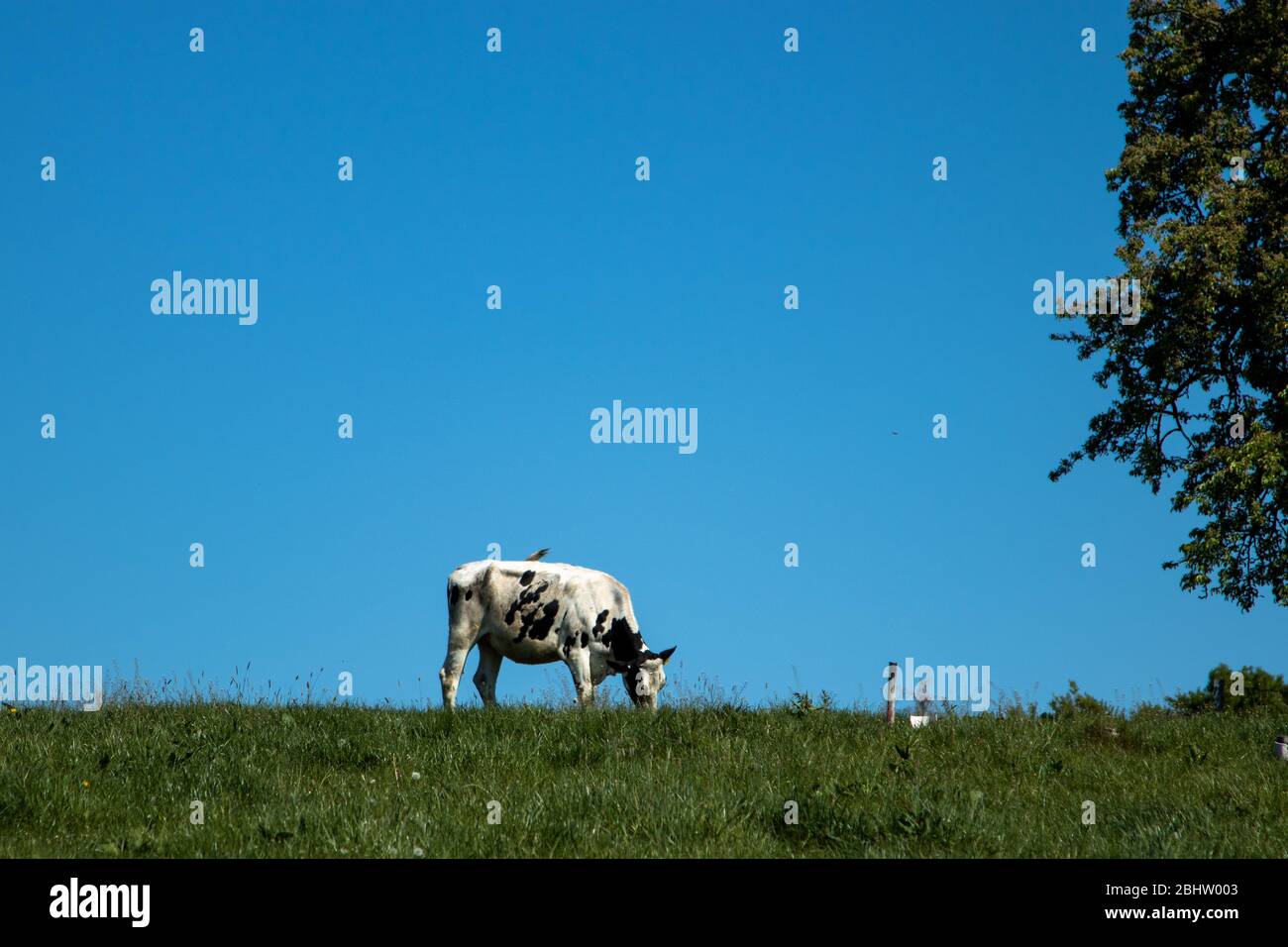 black and white cows up the hill on a meadow, blue sky Stock Photo - Alamy