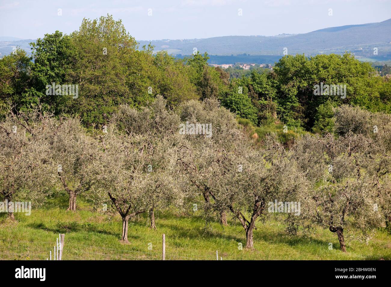 Baum toskana hires stock photography and images Alamy