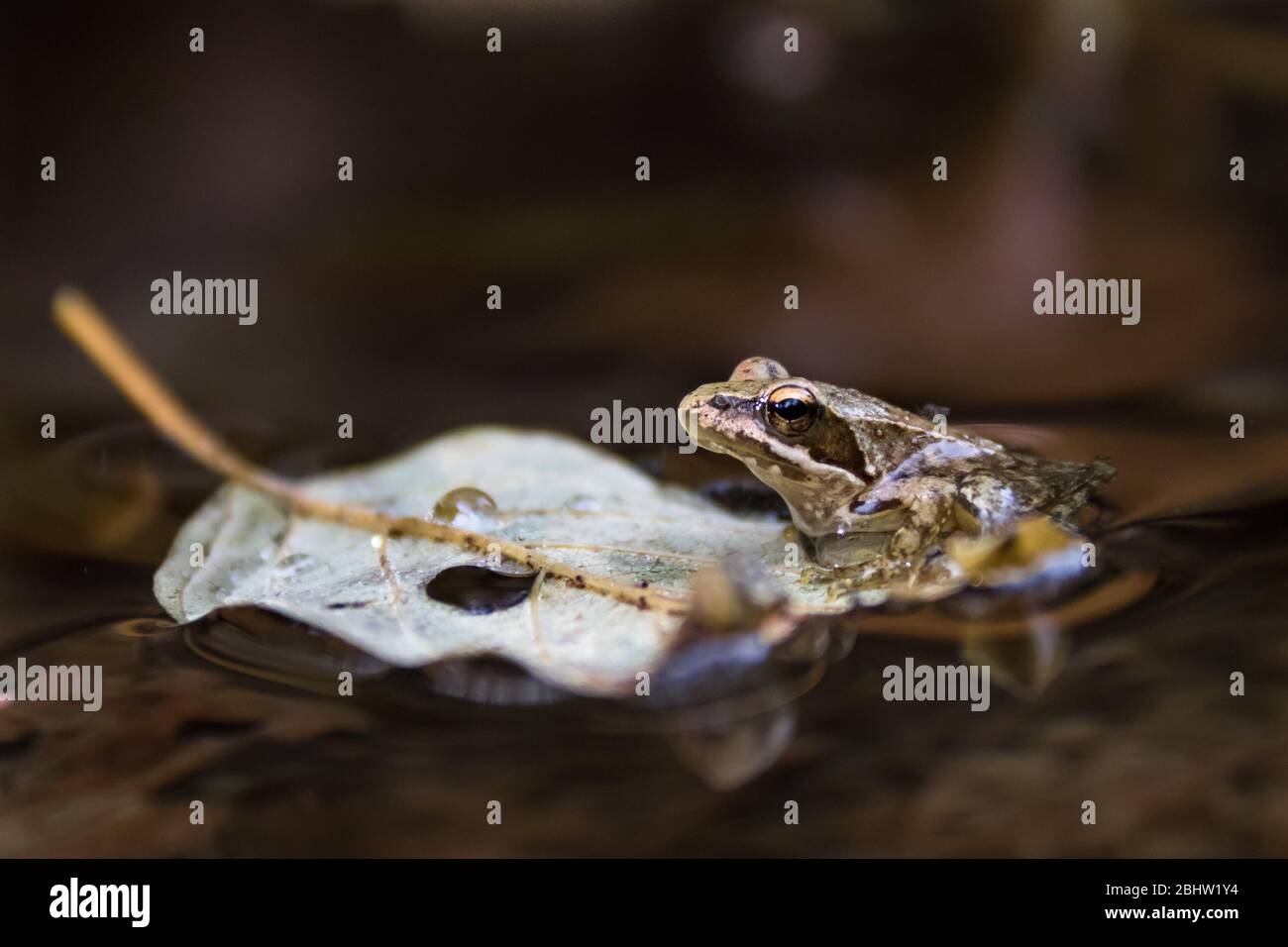 An iberian frog (Rana iberica), an endemic amphibian from Iberian Peninsula, in a floating leaf in a river. Stock Photo