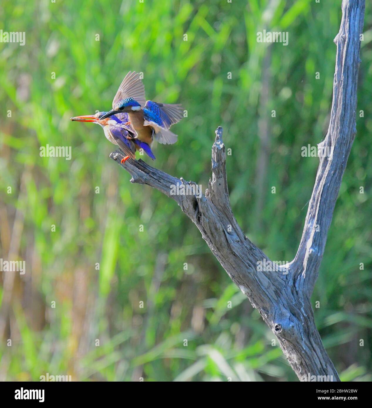 Baby malachite kingfisher landing on mom's back while begging for food Stock Photo