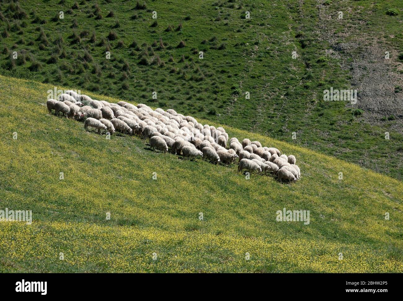 Flock Of Sheep In Tuscany Wool Lambswool Italy Europe Schafe Schafherde In Der Toskana Wolle Herdentier Toscana Toskana Italien Europa Stock Photo Alamy