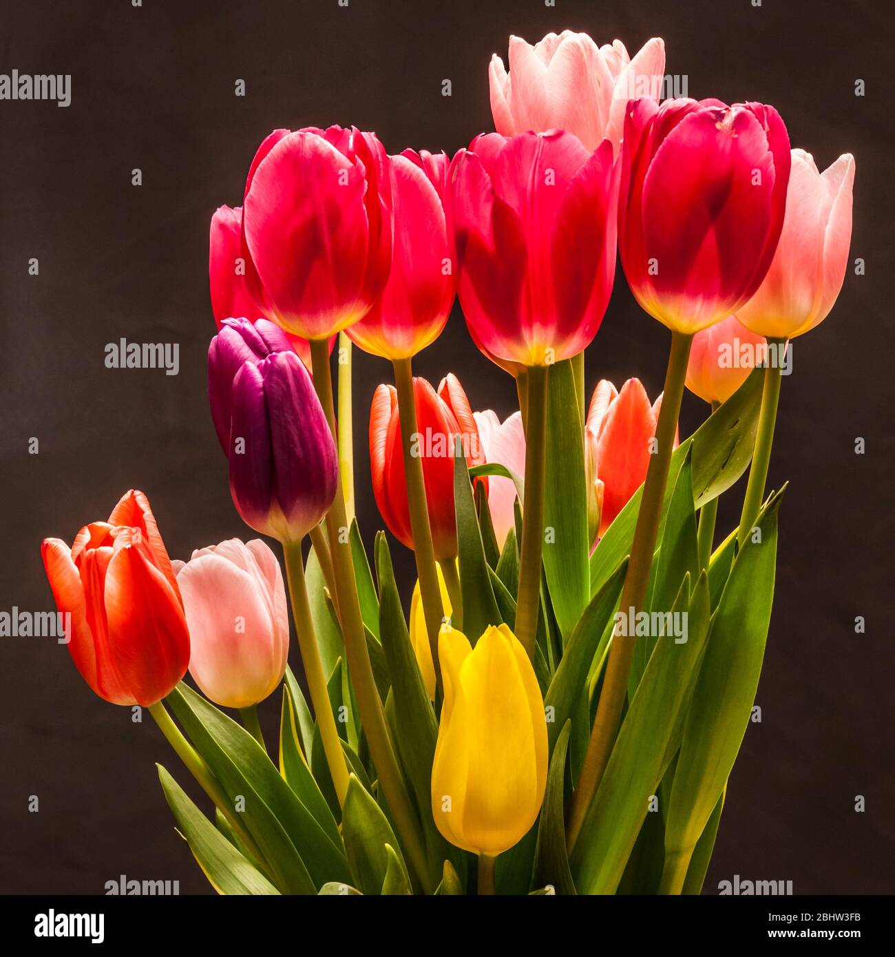 Tulips in a studio setting on a background. Stock Photo
