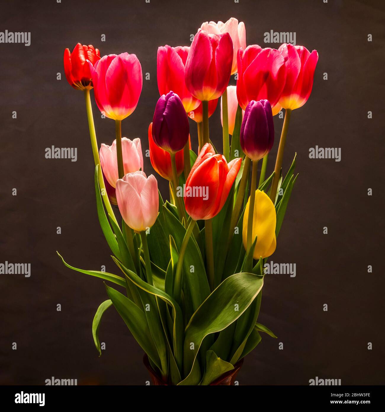 Tulips in a studio setting on a background. Stock Photo