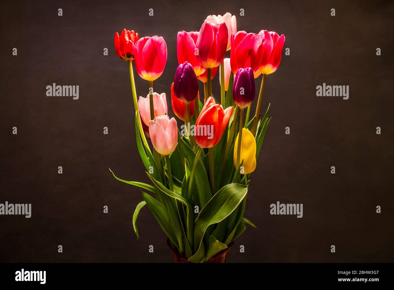 Tulips in a studio setting on a background. Stock Photo
