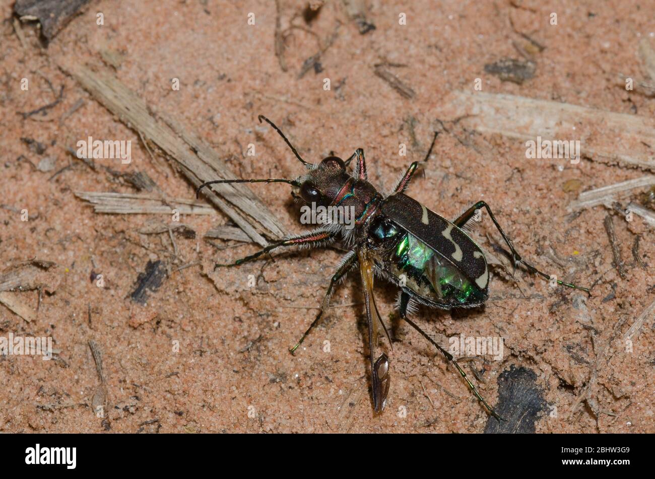 Oblique-lined Tiger Beetle, Cicindela tranquebarica, with damaged wing Stock Photo