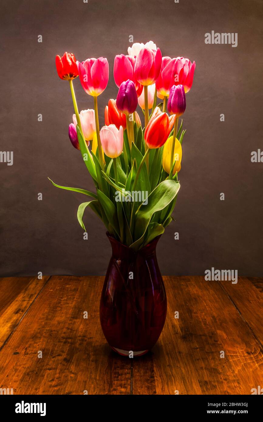 Tulips in a studio setting in a vase on a table. Stock Photo