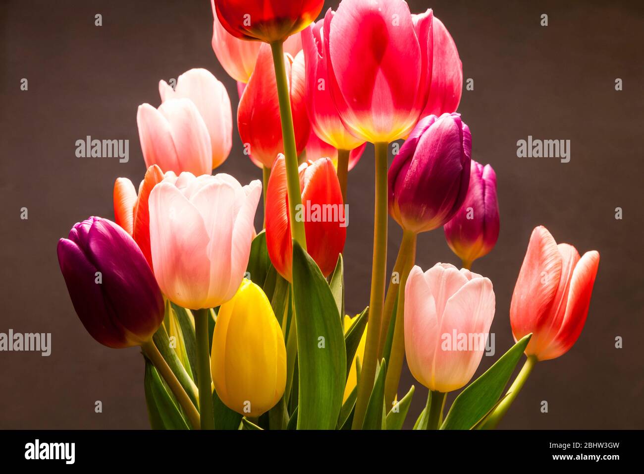 Tulips in a studio setting on a background. Stock Photo
