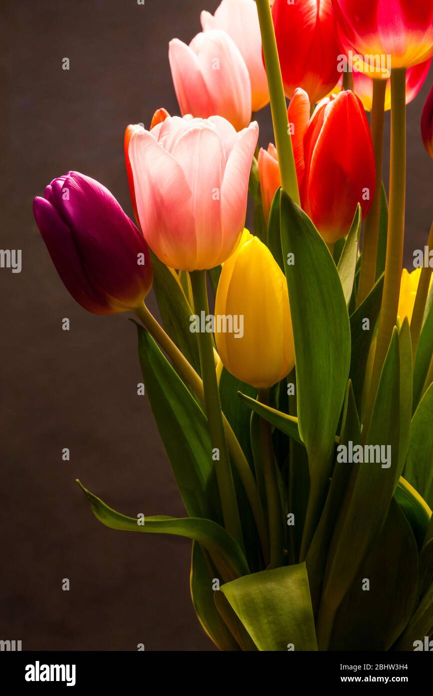 Tulips in a studio setting on a background. Stock Photo