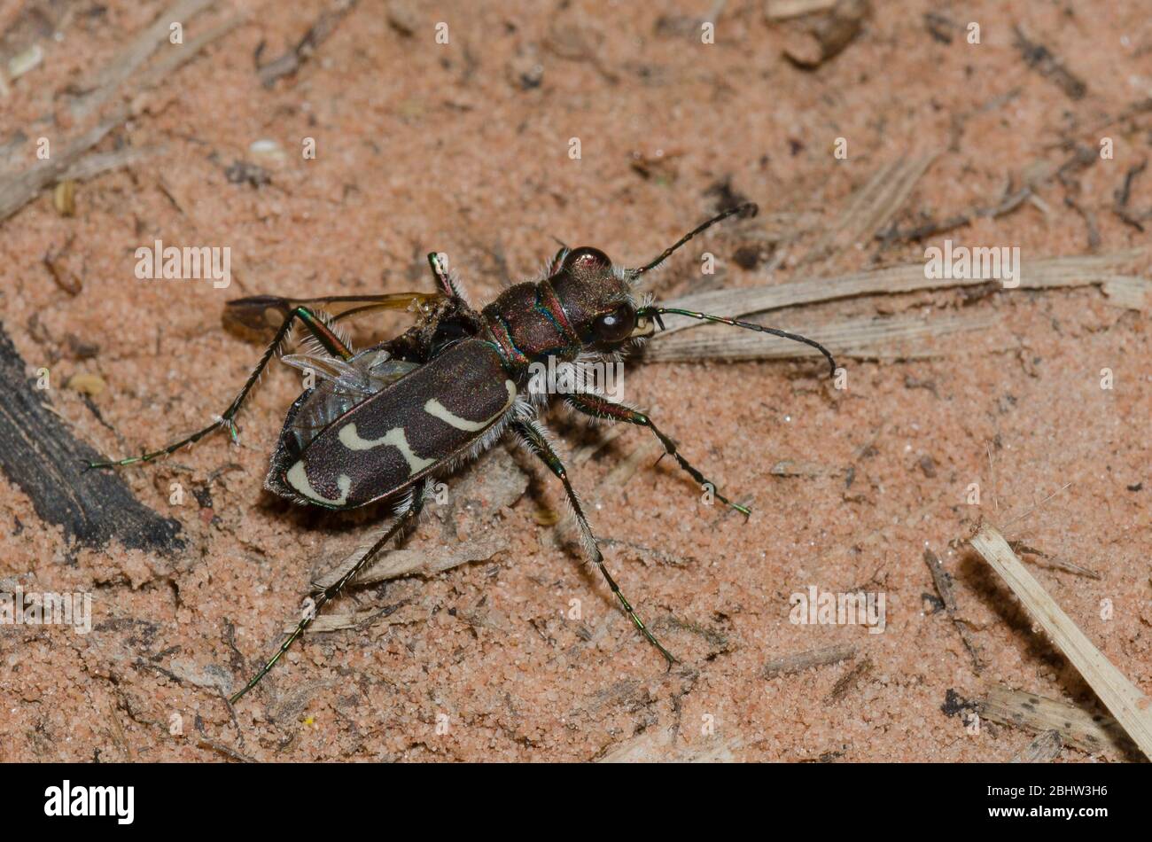 Oblique-lined Tiger Beetle, Cicindela tranquebarica, with damaged wing Stock Photo