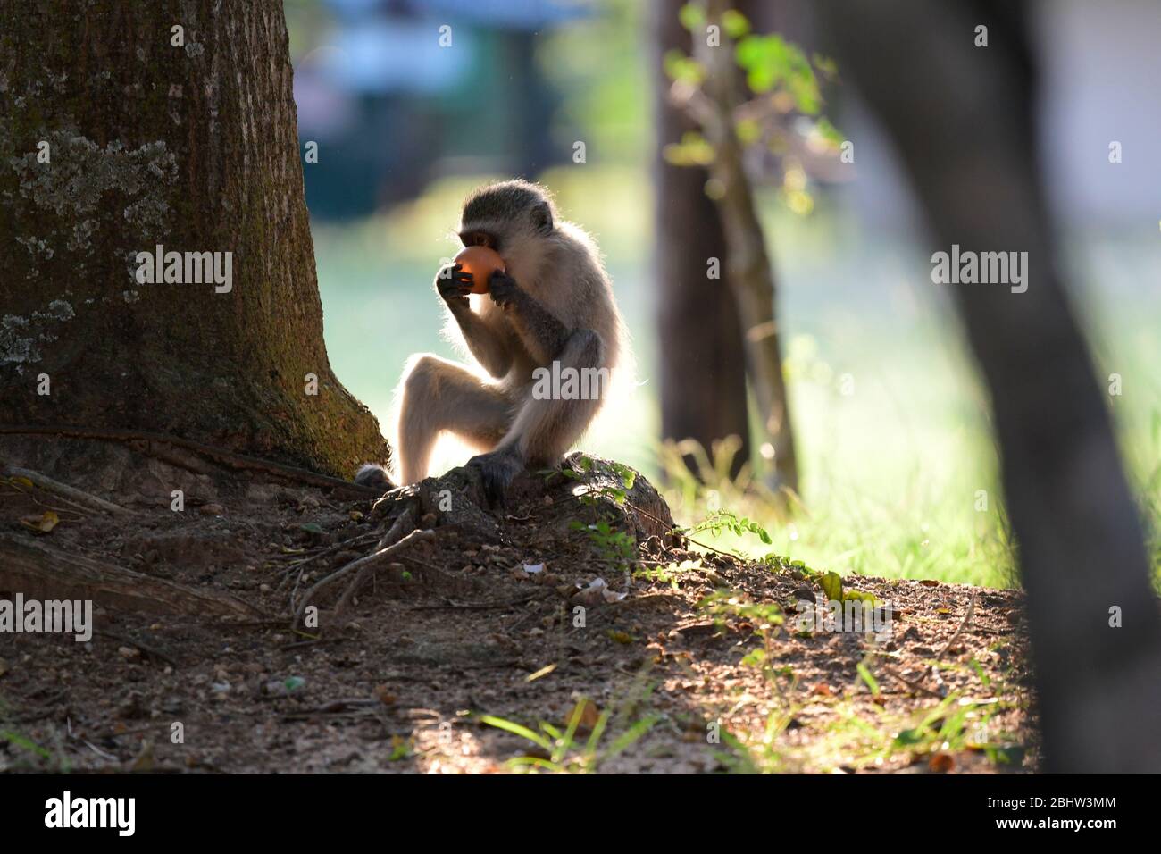 Playful vervet monkeys in Kruger National Park, South Africa Stock Photo