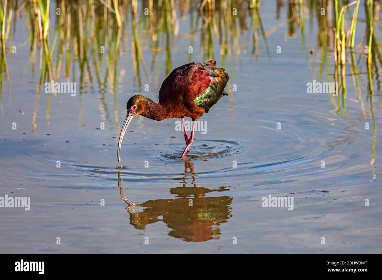 A beautiful White-faced Ibis (Plegadis chihi) forages for food in the waters of the Bear River Migratory Bird Refuge, Utah. Stock Photo