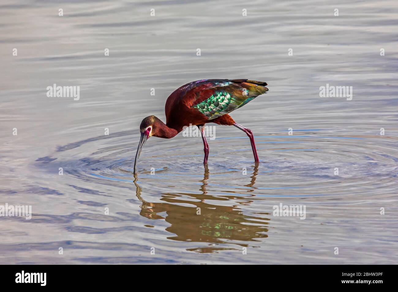 A beautiful Whitefaced Ibis (Plegadis chihi) forages for food in the