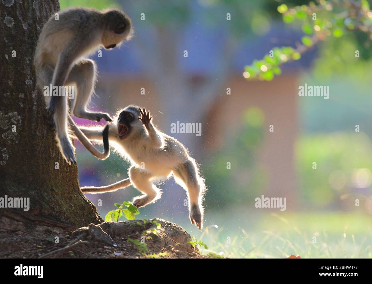 Playful vervet monkeys in Kruger National Park, South Africa Stock Photo
