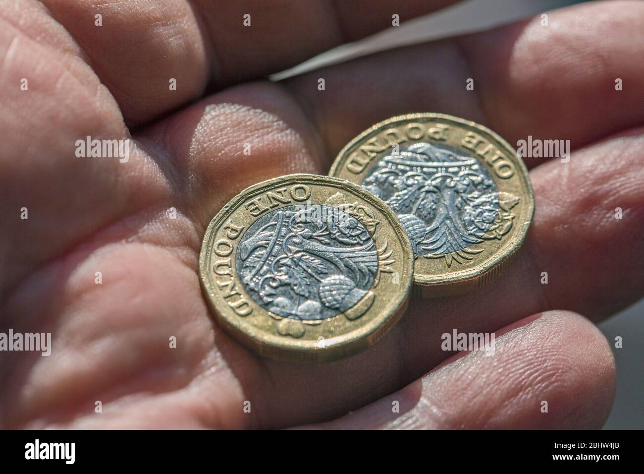 A Male Hand Holding Two UK New Pound Coins Showing The Reverse tails a-male-hand-holding-two-uk-new-pound-coins-showing-the-reverse-tails