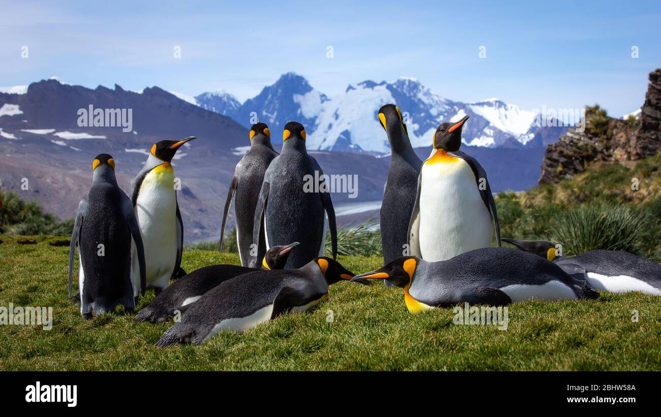 King Penguins looking at mountain landscape Stock Photo