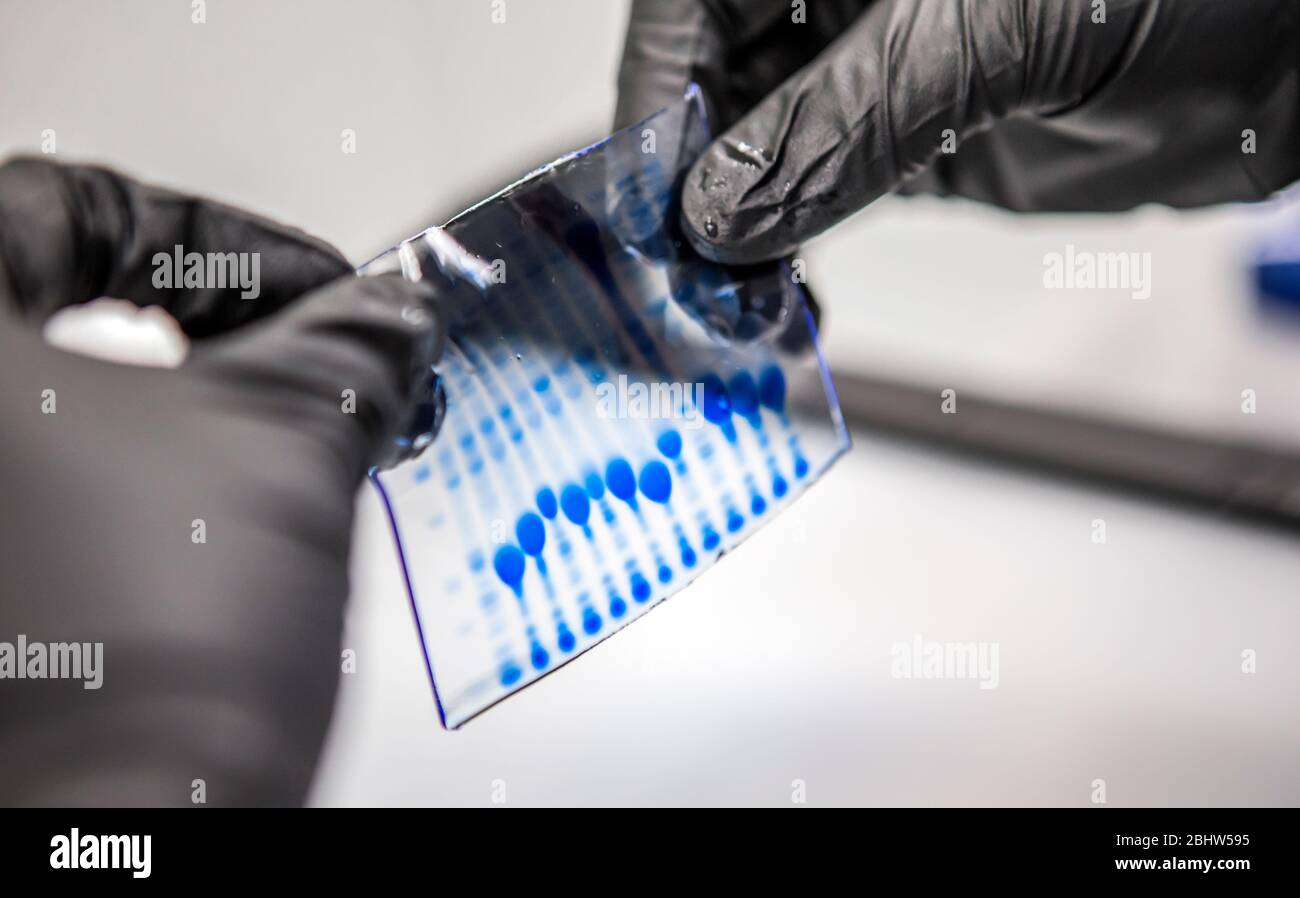 DNA samples for bioscience research Stock Photo
