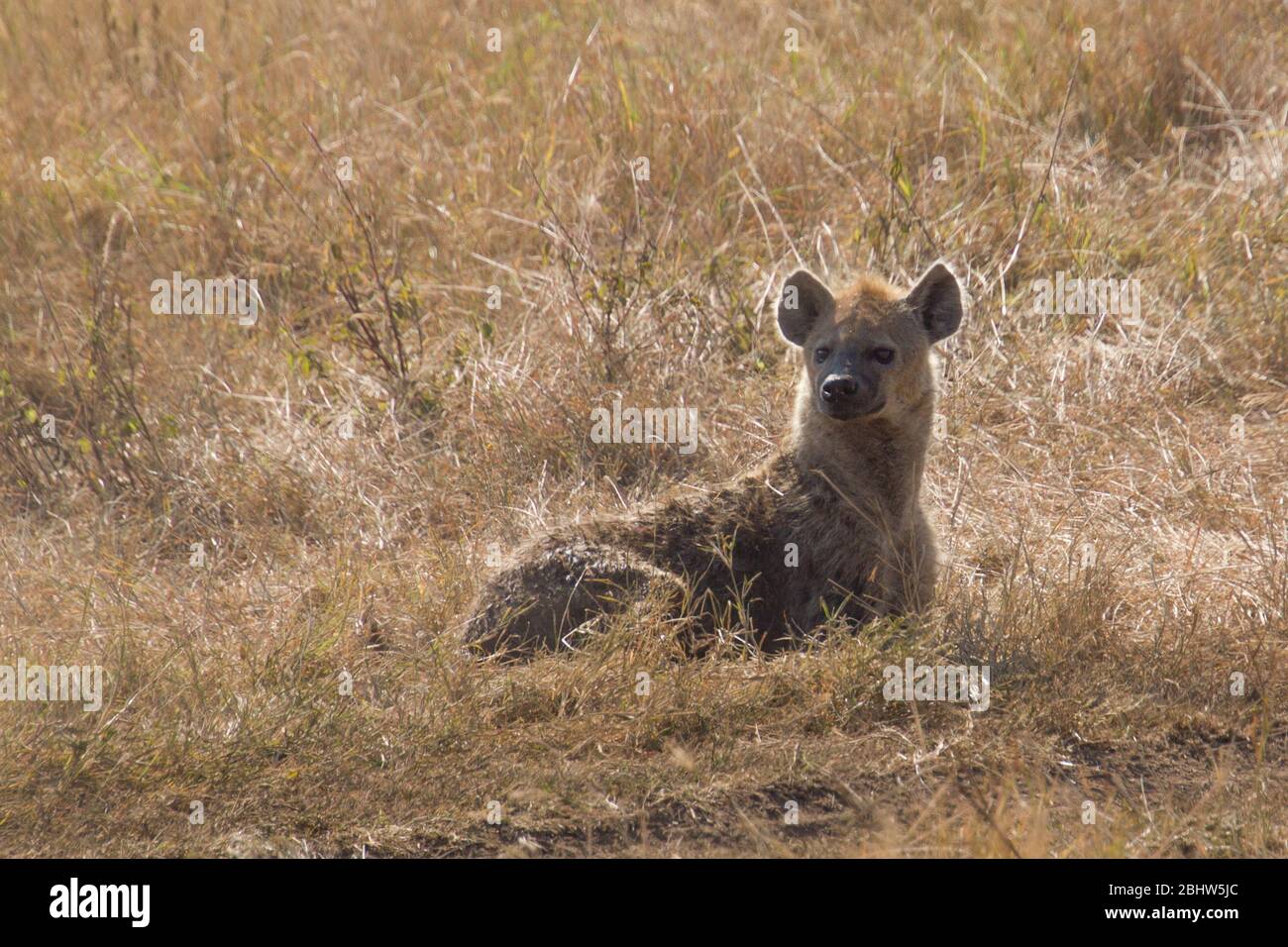 Hyenay laying on the grass of the steppe looking aroung Stock Photo - Alamy