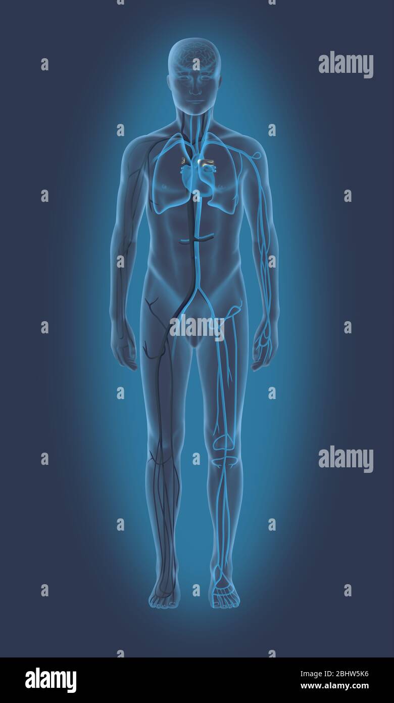 Medical illustration representing the cardiovascular system in a silhouette of man seen from the front. In the center is represented the heart, then t Stock Photo