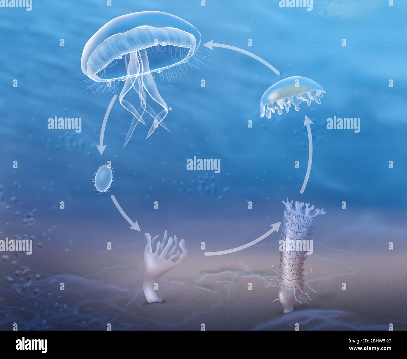 Life cycle of the jellyfish by budding Stock Photo
