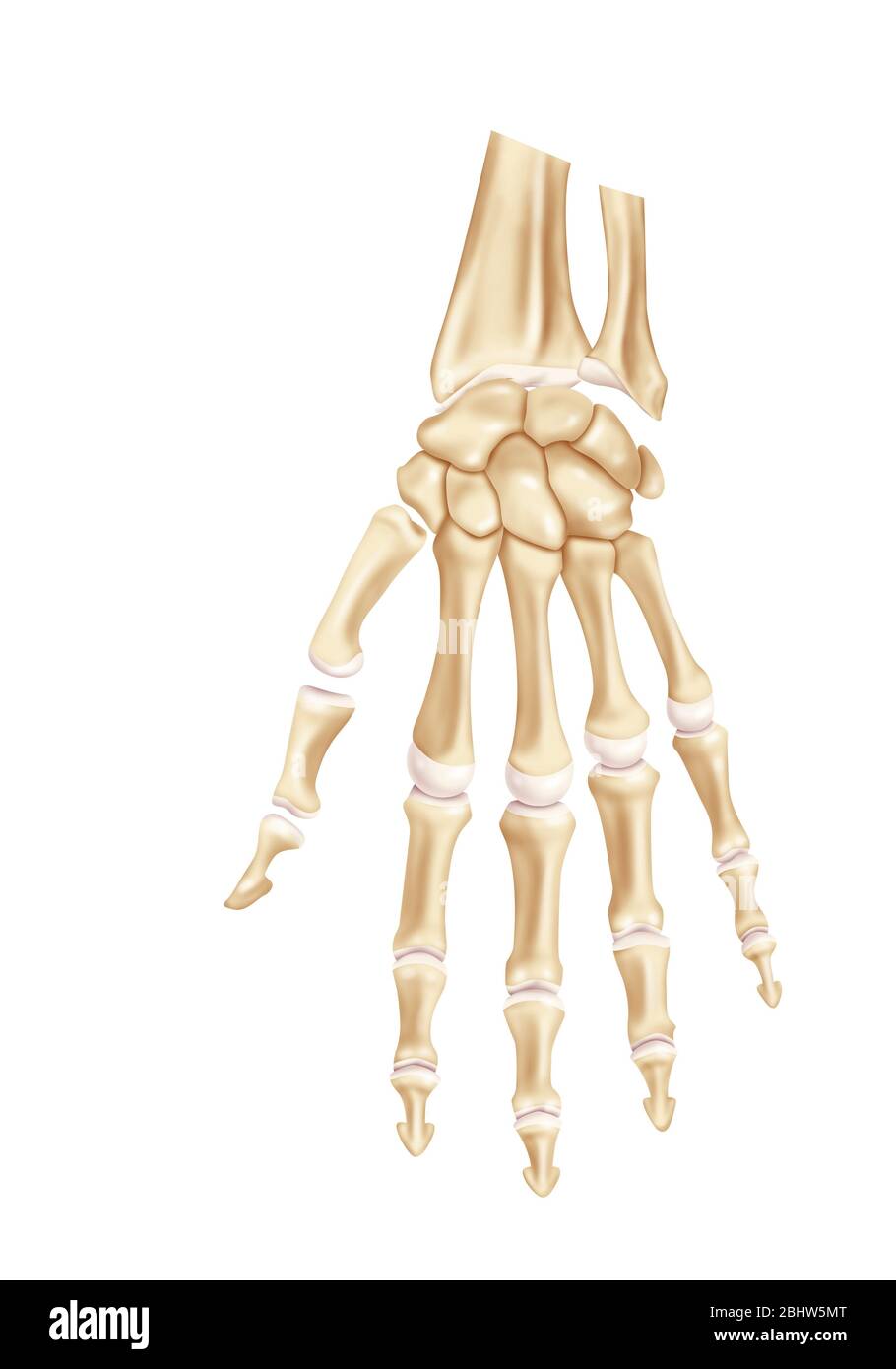 Hand skeleton Stock Photo