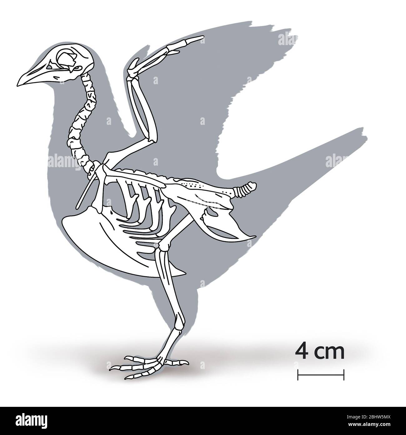 Skeleton of a pigeon Stock Photo