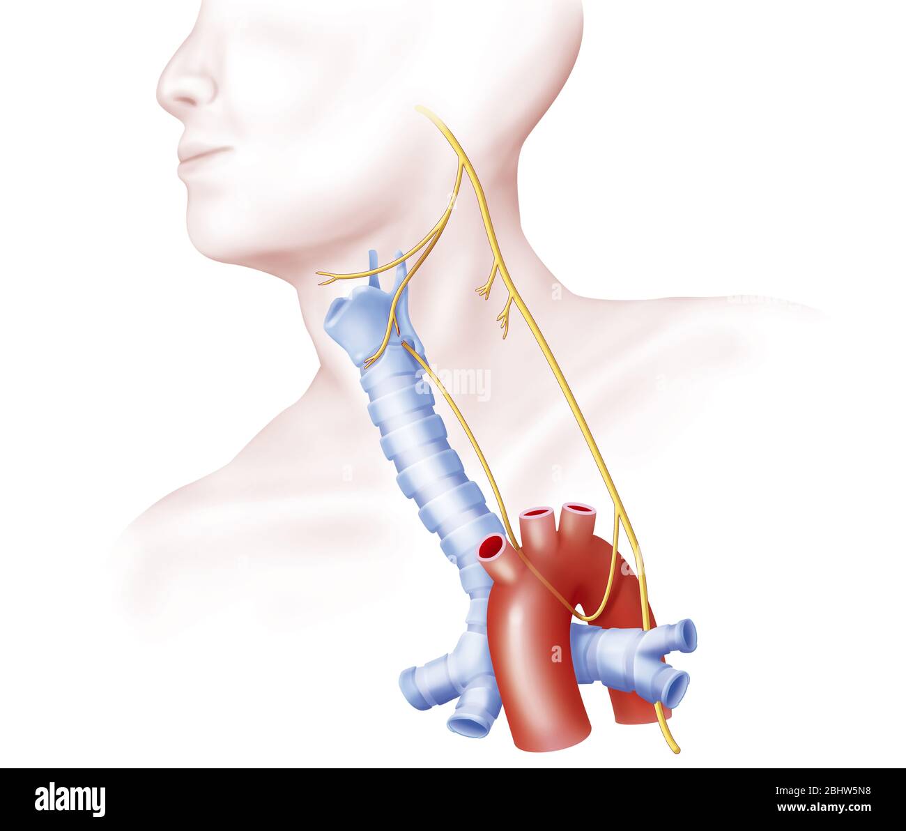 Upper and lower laryngeal nerves from the Wave nerg. Represented here on the left side, the laryngeal nerves come from the vagus nerve (10th pair of c Stock Photo