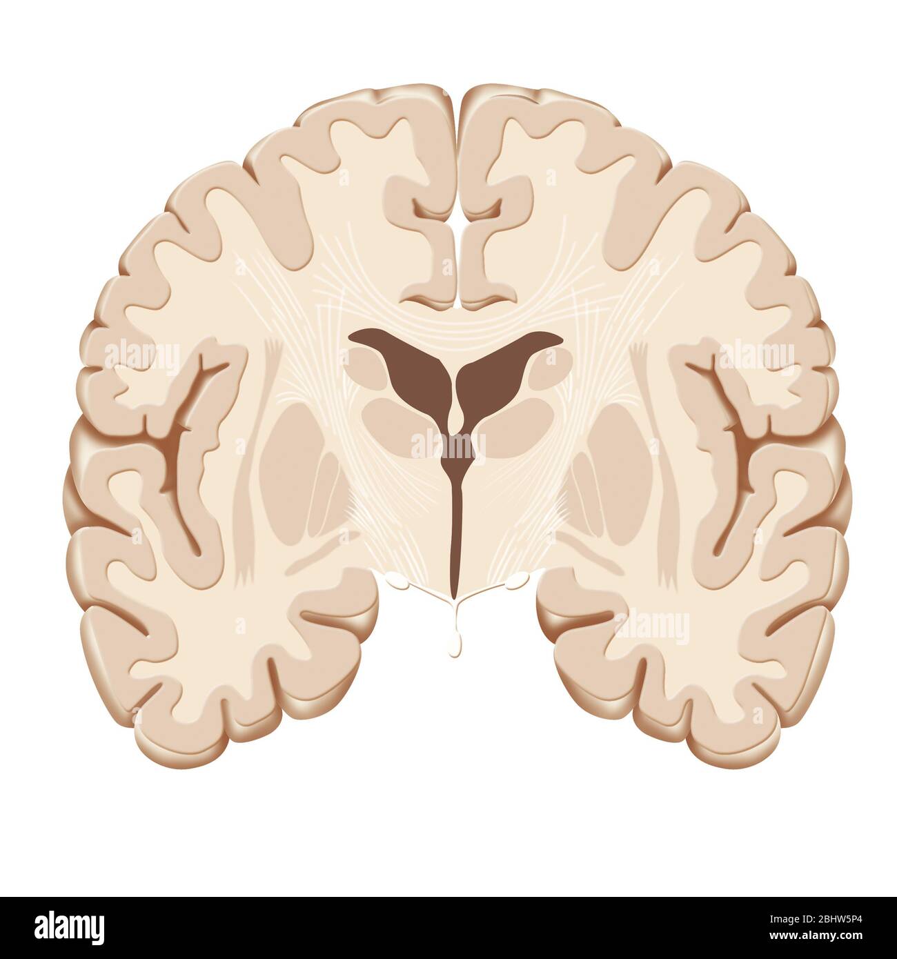 Anatomy of the brain in frontal section, distinguishing the hypophysis, the optic tracts, the thalamus and the caudate nuclei, the lateral ventricles. Stock Photo