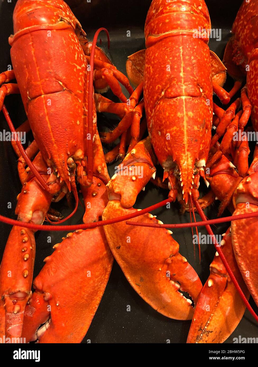 Lobsters Stock Photo