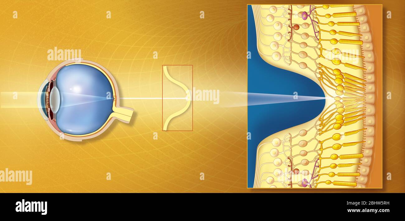 Fovea Stock Photo