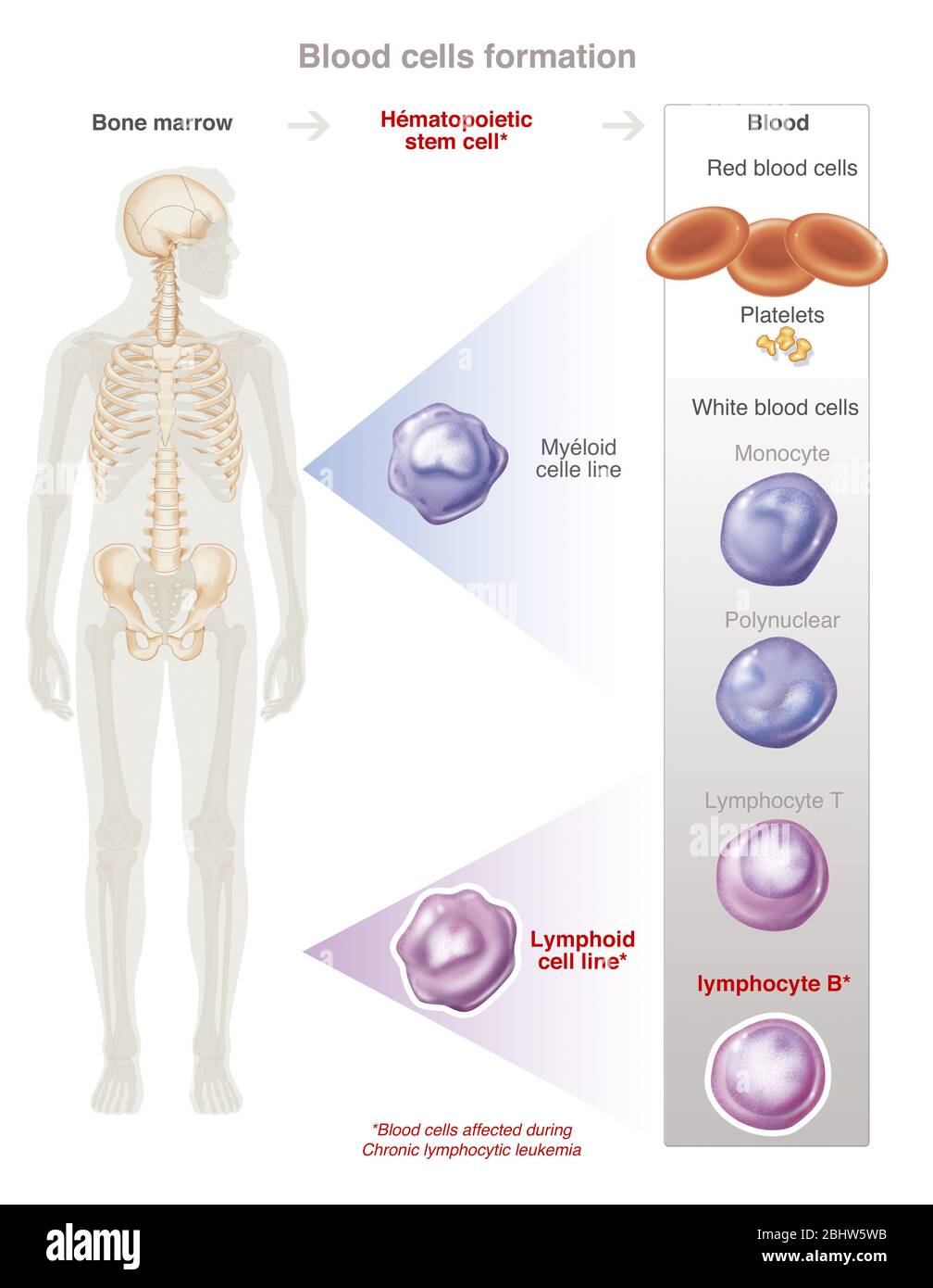 Blood cells (hematopoiesis) form from the bone marrow of flat bones. These hematopoietic stem cells give two lines. The myeloid line differentiates in Stock Photo