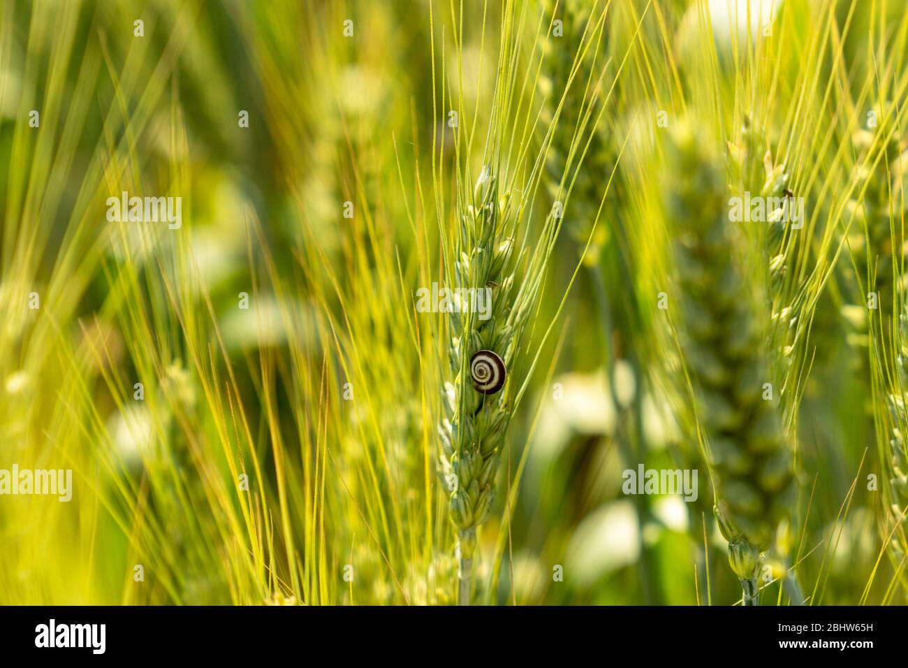 Juicy fresh ears of green wheat plant and snail on nature in spring field close-up of macro with texture background. High quality photo Stock Photo
