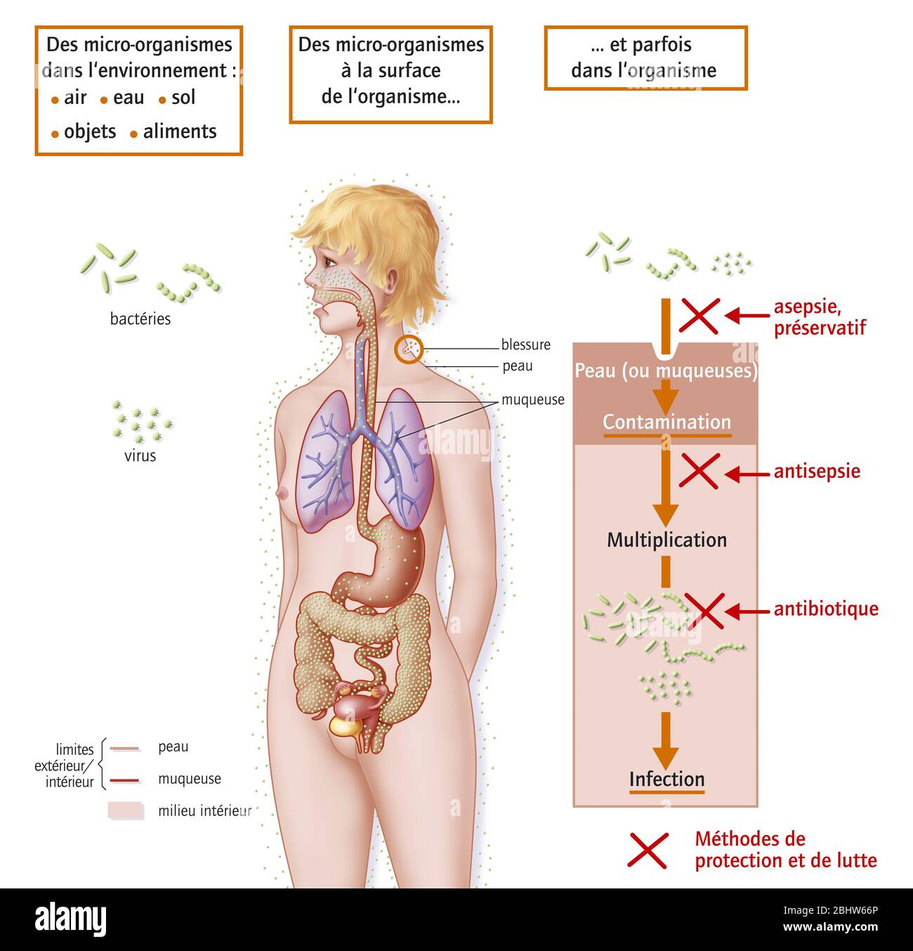 Entry doors of microorganisms into the human organism, bacteria, viruses.The part of the illustration on the 2/3 left explains that the bacteria and v Stock Photo