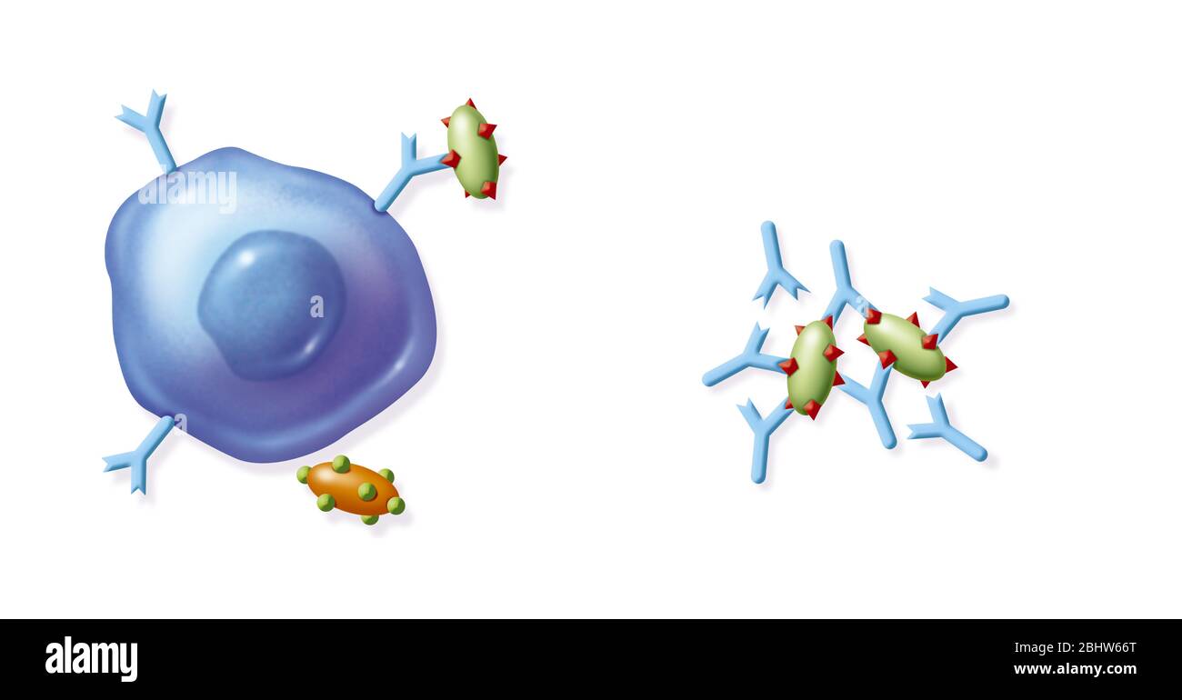 B lymphocyte and antibody Stock Photo