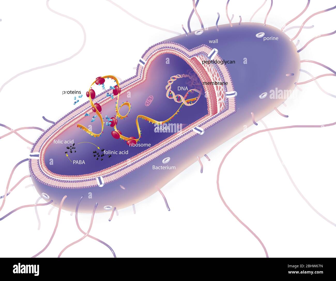 Gram negative bacterium in section, DNA, mRNA ribosomes, treatments. The bacterium is cut to show its structure: wall traversed by porins, periplasmic Stock Photo