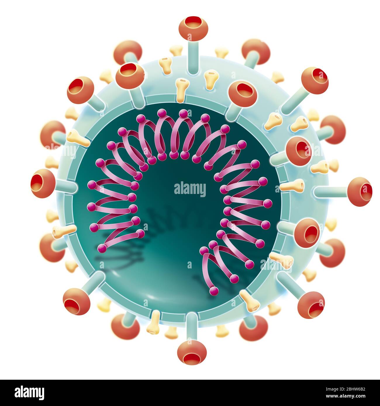 Coronavirus, SARS-COV2, pandemic 2020. The coronavirus which rages in 2020 is called SARS-COV2. This virus is made up of viral proteins. The one with Stock Photo