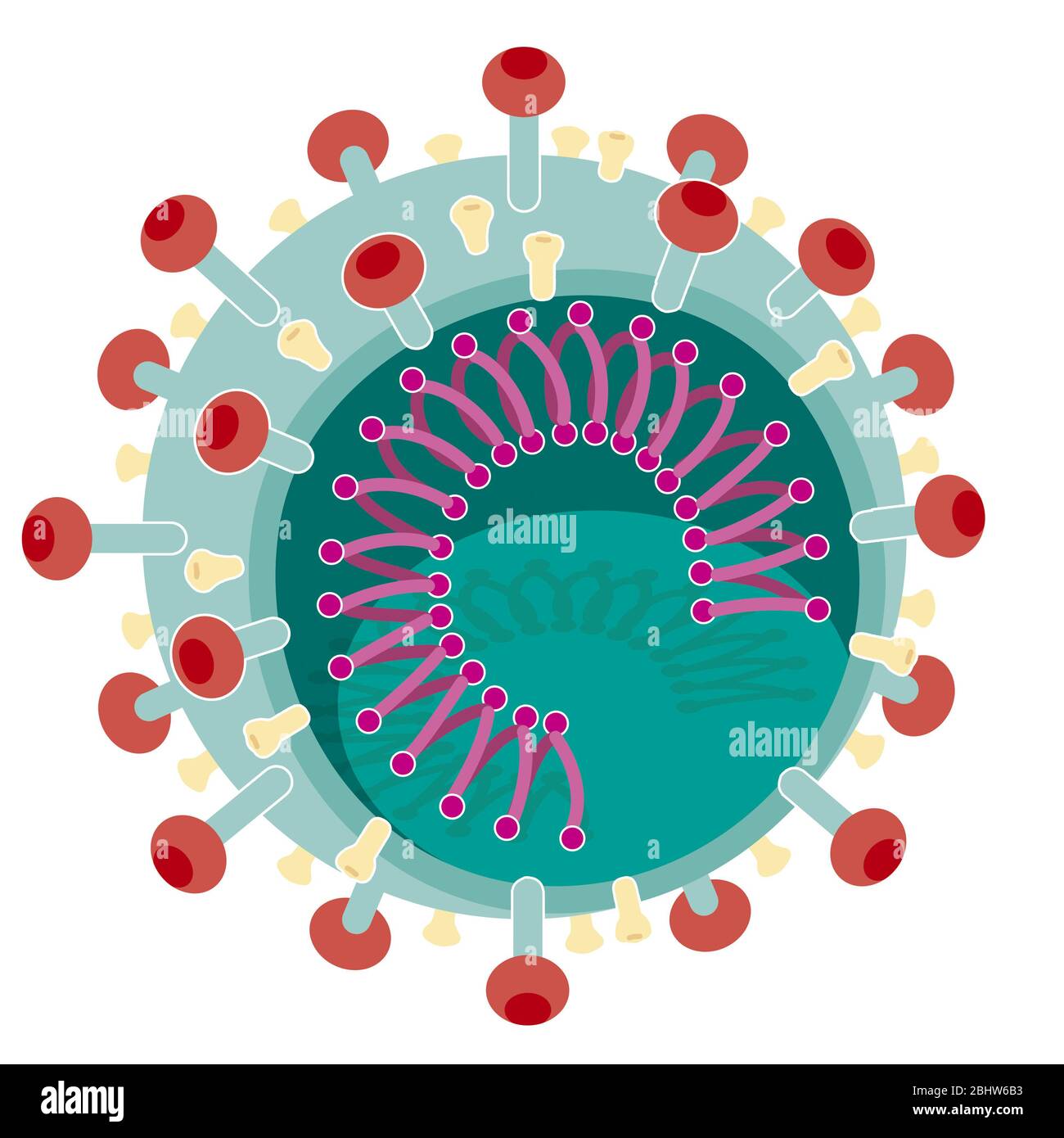 Coronavirus, SARS-COV2, pandemic 2020. The coronavirus which rages in 2020 is called SARS-COV2. This virus is made up of viral proteins. The one with Stock Photo