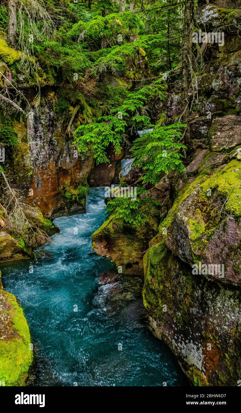 4809 Colorful rocks and foliage along the Avalanche Creek at Glacier National Park Stock Photo