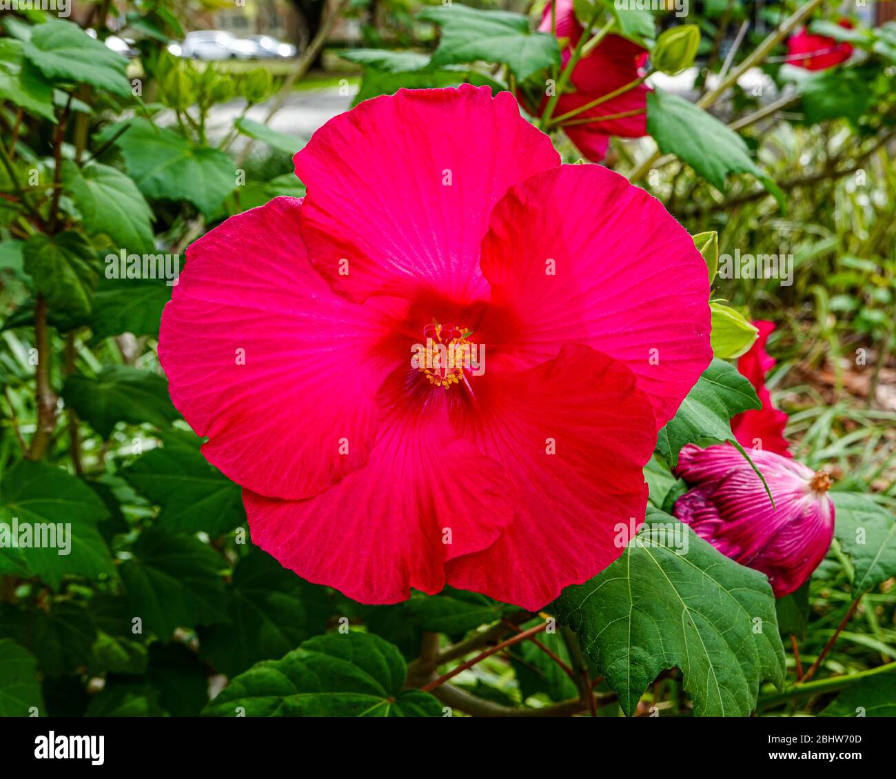 Deep red tropical plant hires stock photography and images Alamy