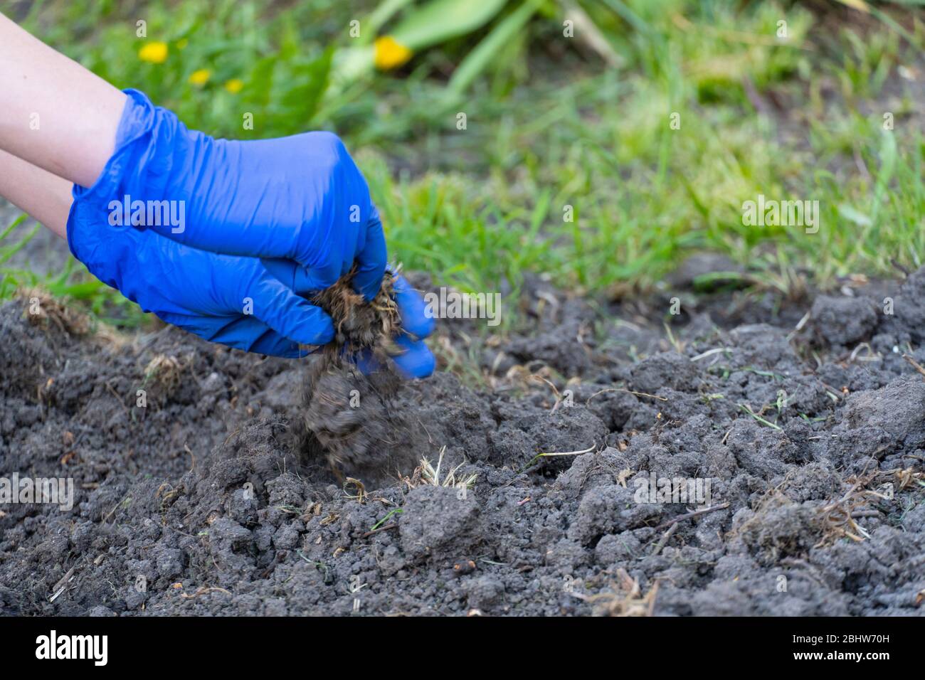 Remove Weed High Resolution Stock Photography and Images - Alamy