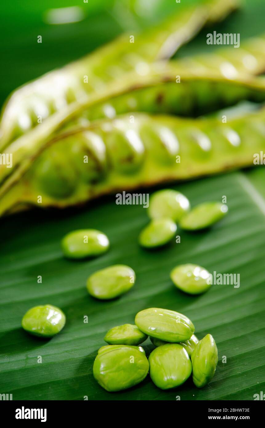 Parkia speciosa ( petai, bitter bean, twisted cluster bean, stinker or stink bean) on green banana leaf background Stock Photo