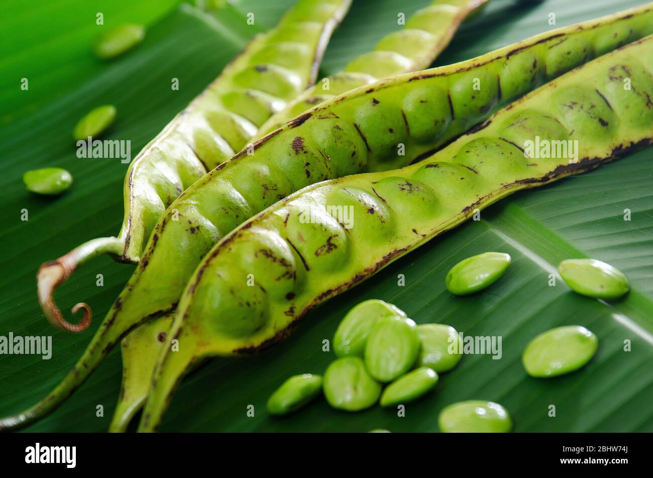 Parkia speciosa ( petai, bitter bean, twisted cluster bean, stinker or stink bean) on green banana leaf background Stock Photo