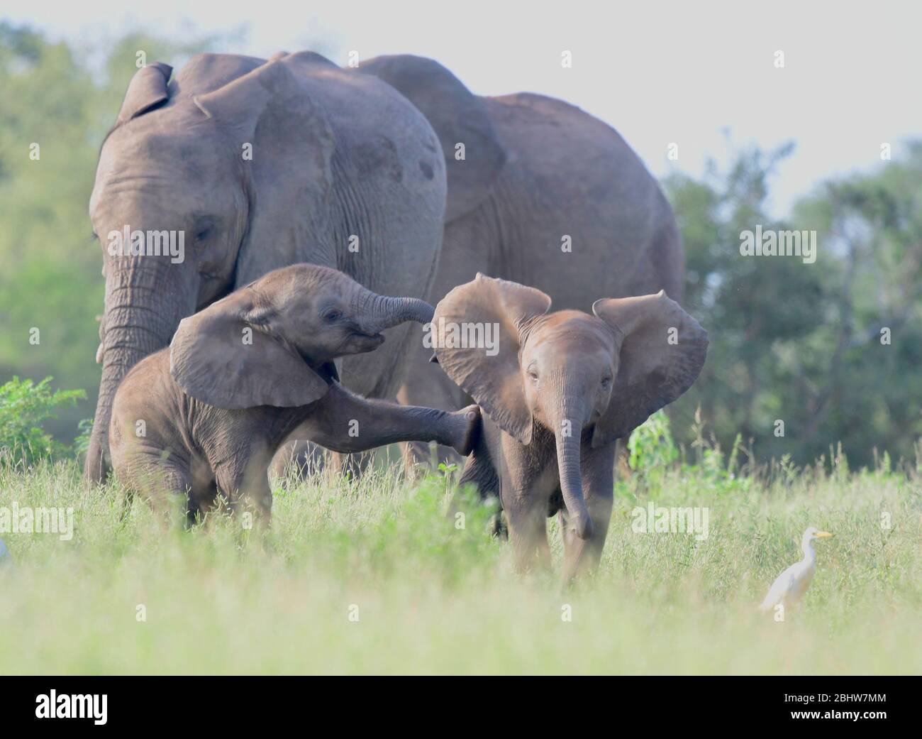 Two baby elephants kicking and playing with mom keeping an eye on them Stock Photo