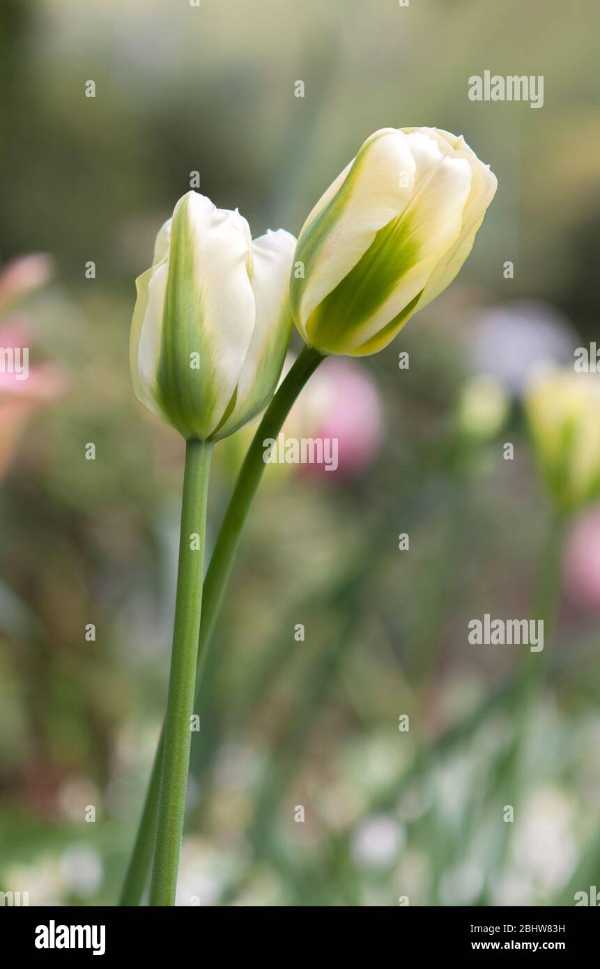 Two white and green tulips standing together against green, red and white background. Concept of being together, friendship, love. Stock Photo