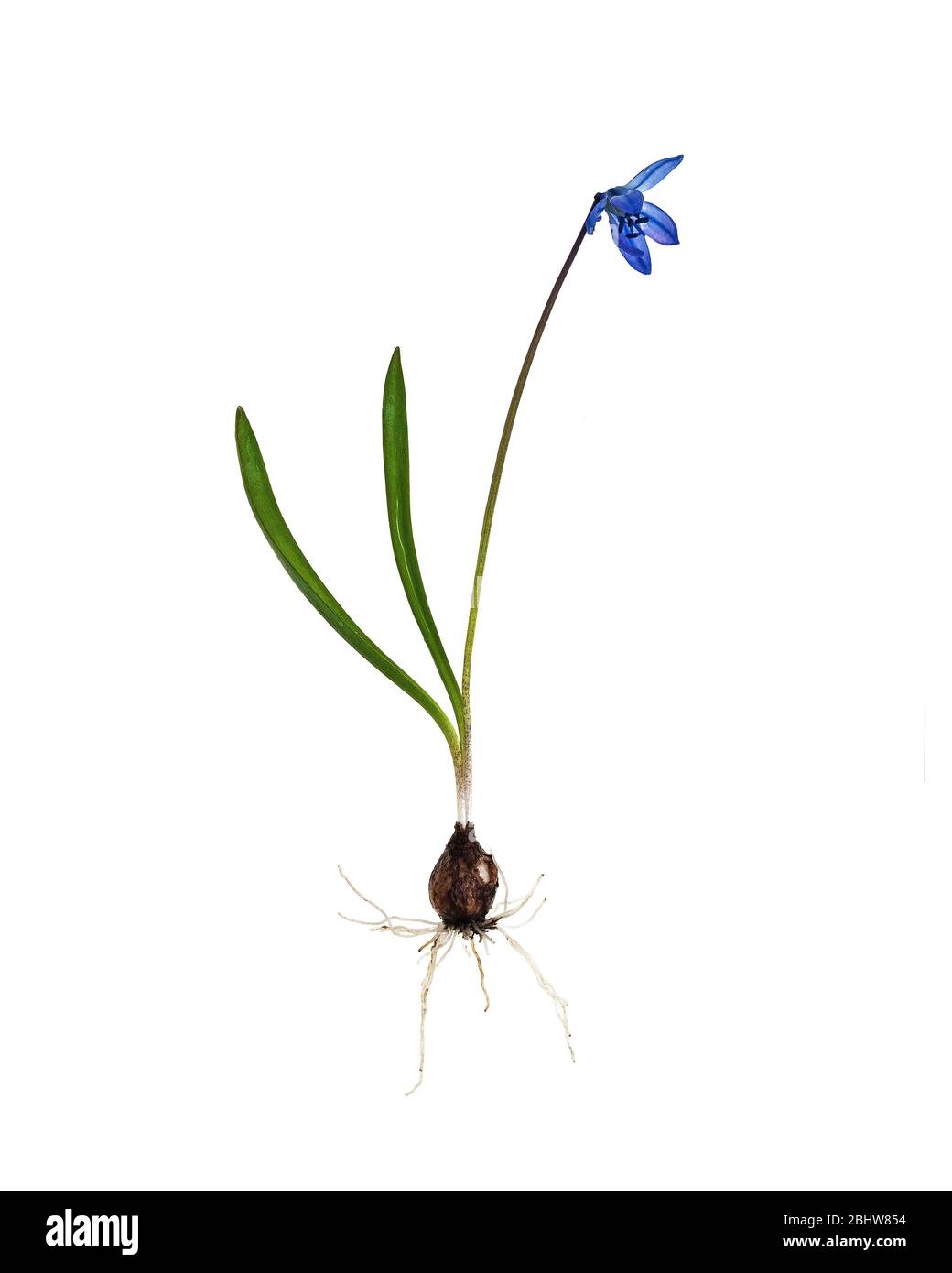 Scilla siberica, showing bulb, stem, leaves, and flower Stock Photo