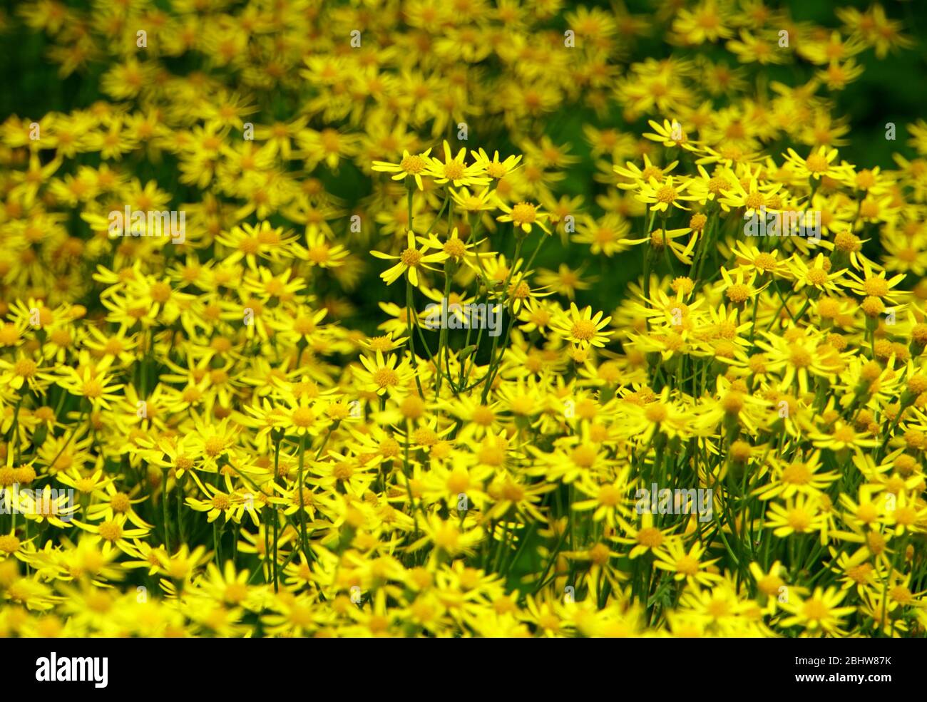Beautiful Dwarf Fothergilla yellow tiny flowers blooming in the Spring Stock Photo